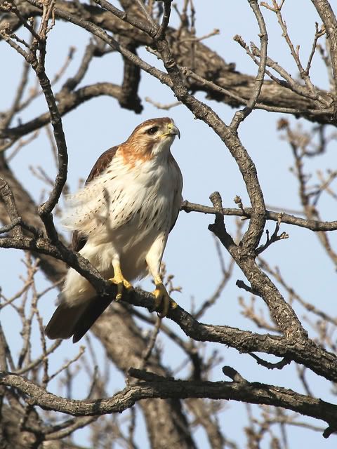 Red_Tail_Perched_19.jpg