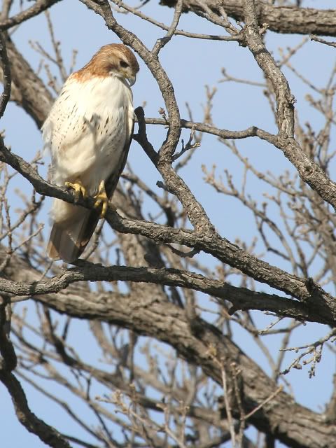 Red_Tail_Perched_20.jpg