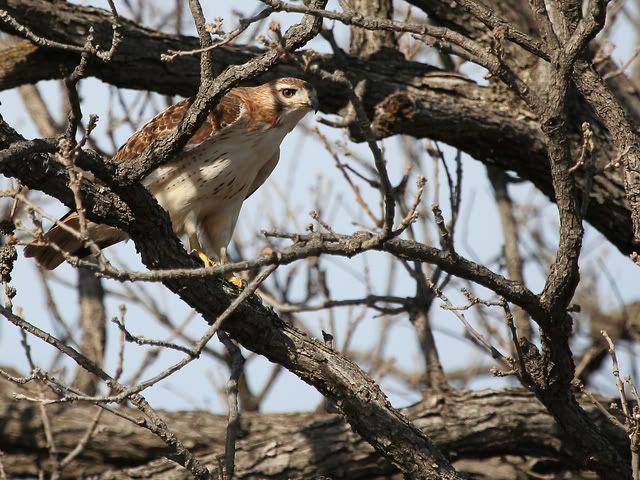 Red_Tail_Perched_21.jpg