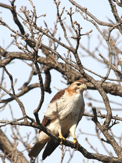 Red_Tail_Perched_22.jpg