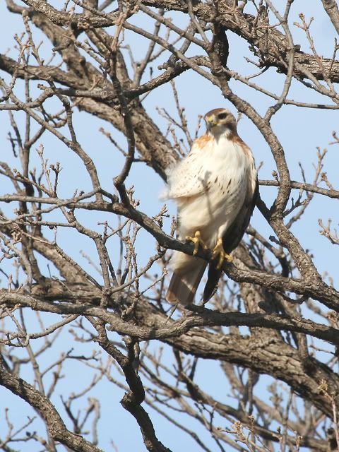 Red_Tail_Perched_23.jpg