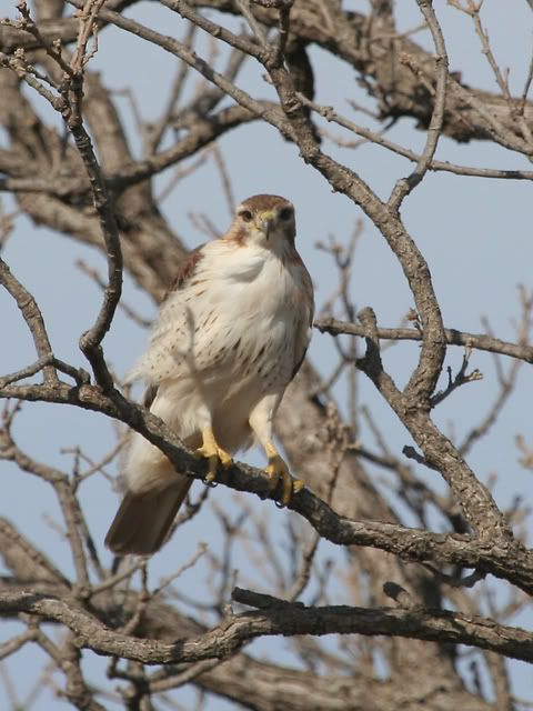 Red_Tail_Perched_24.jpg