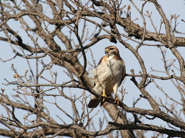 Red_Tail_Perched_25.jpg