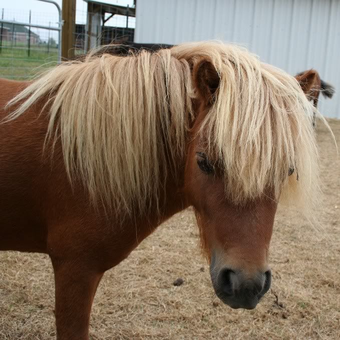 Rock_star_mane_cropped.jpg