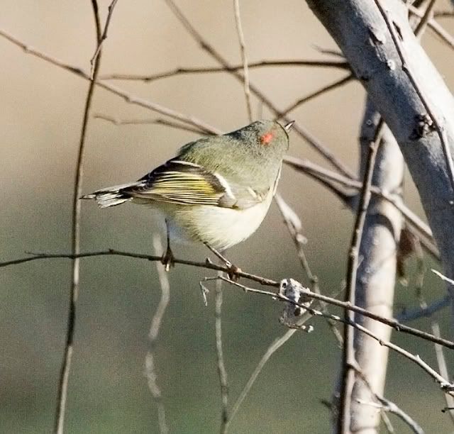 RubyCrownedKinglet2.jpg