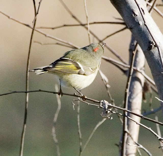 RubyCrownedKinglet3.jpg