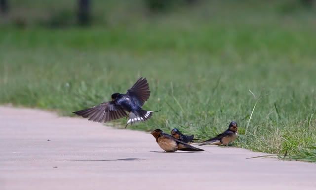 Barn_swallow_gathering7.jpg