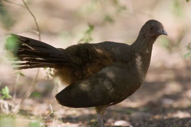 Chachalaca_in_brush.jpg