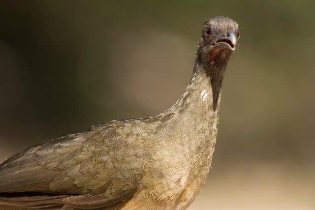 Chachalaca_up_close.jpg