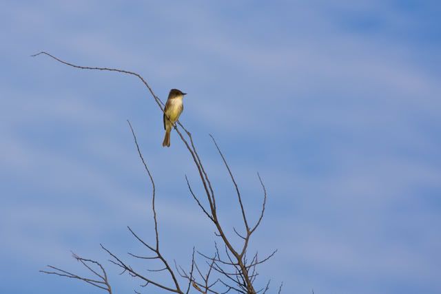 EasternPhoebe3-1.jpg