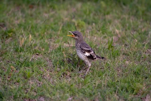 Fledgling_mockingbird7.jpg