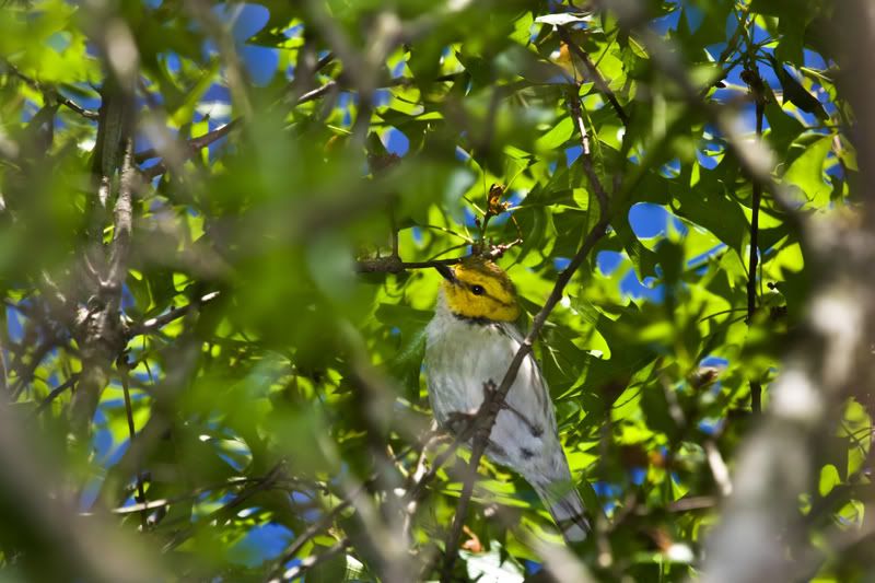 GoldenCheekedWarbler1.jpg