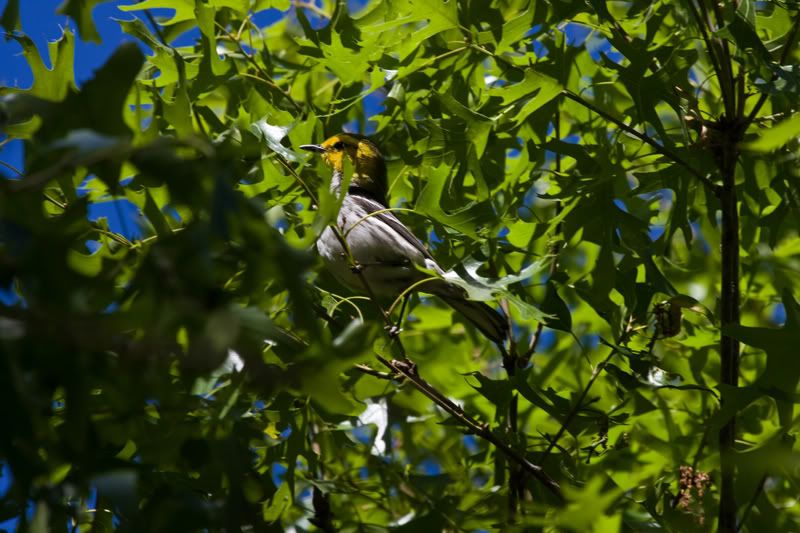 GoldenCheekedWarbler3.jpg