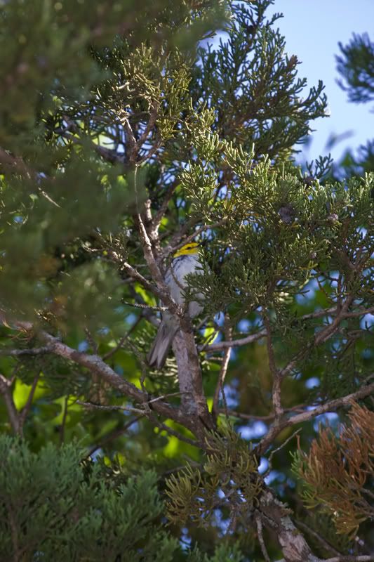 GoldenCheekedWarbler8.jpg