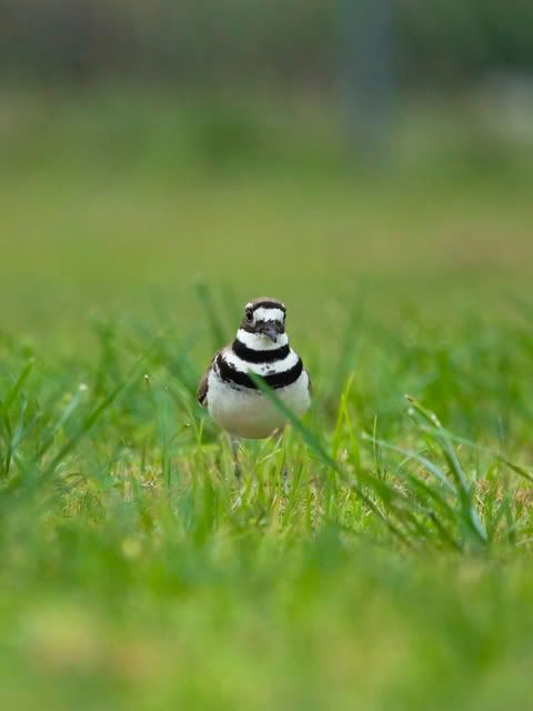 Killdeer25.jpg