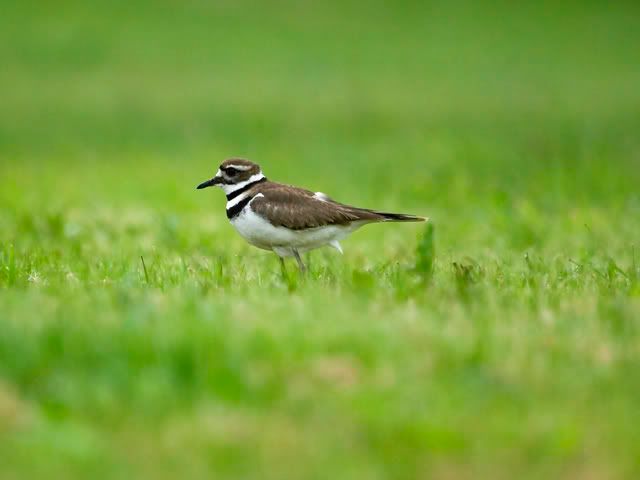 Killdeer27.jpg