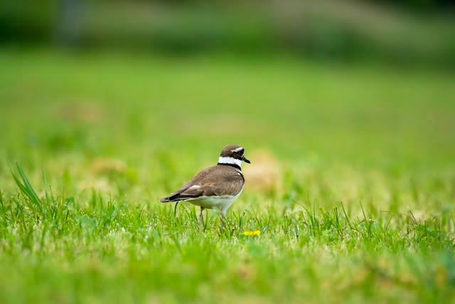 Killdeer33-1.jpg