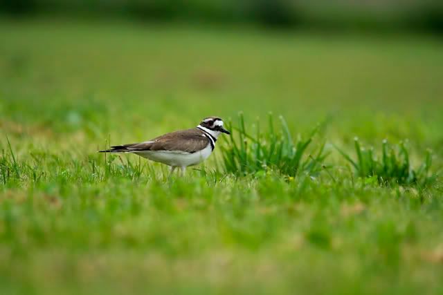 Killdeer42-1.jpg