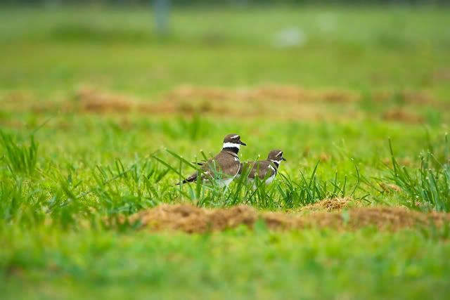 Killdeer8-1.jpg