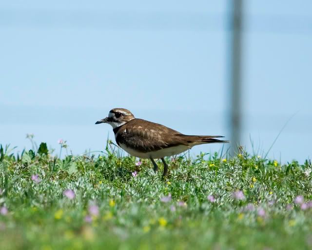 Killdeer_in_grass.jpg