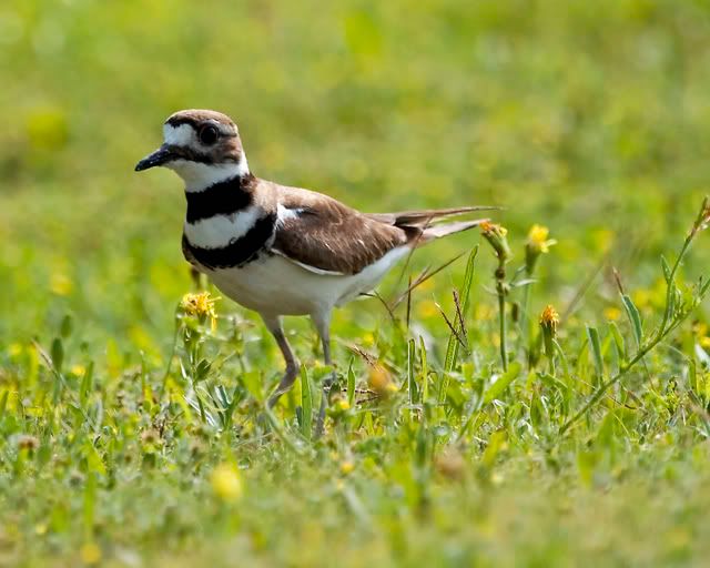 Killdeer_on_ground.jpg