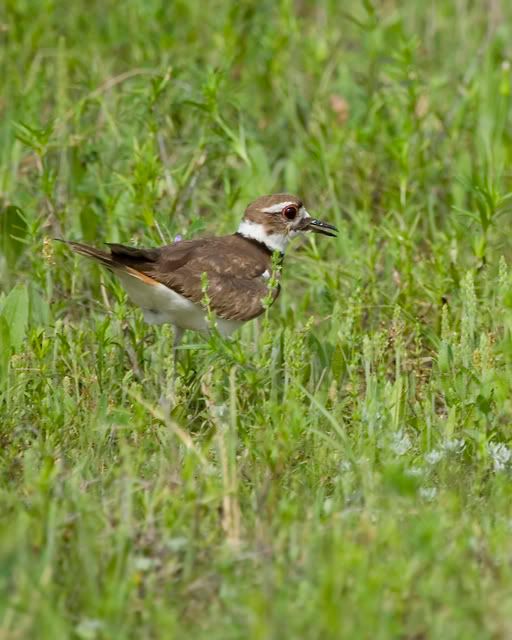 Killdeer_pasture2.jpg