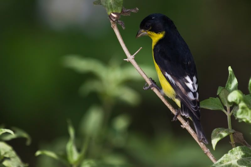 LesserGoldfinch1aclose.jpg