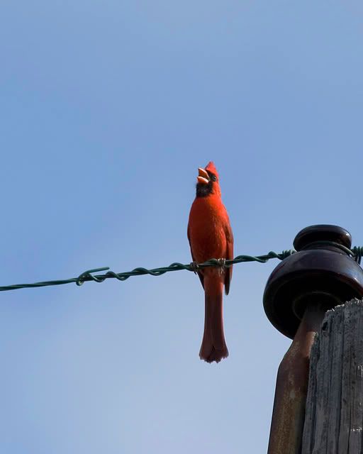 Male_cardinal4.jpg