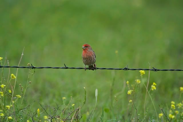 Male_finch_on_frencewire2.jpg