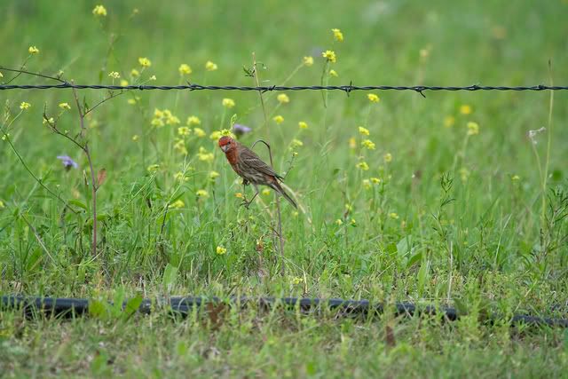 Male_finch_on_grass.jpg