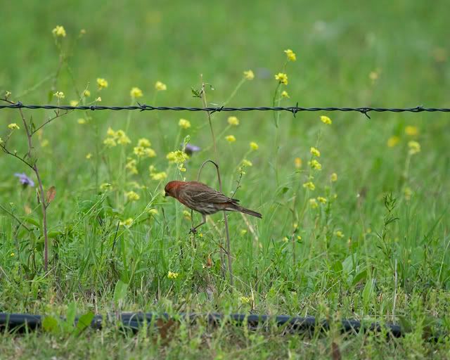 Male_finch_on_grass2.jpg