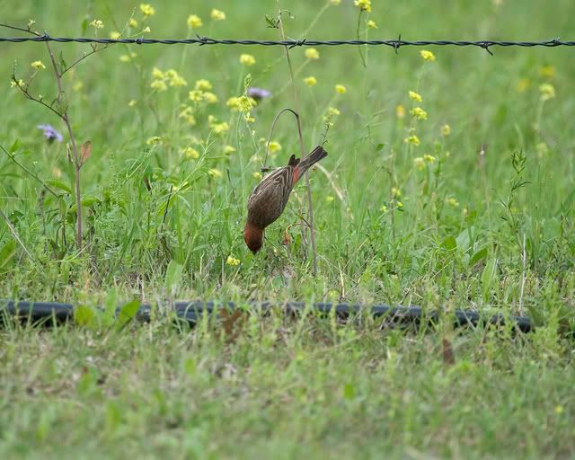 Male_finch_on_grass3.jpg