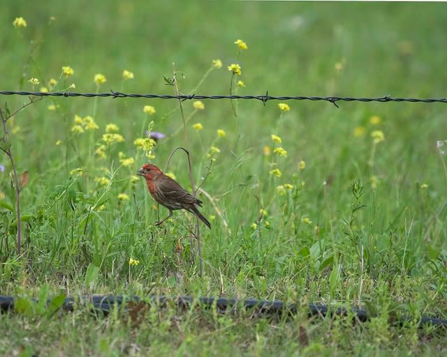 Male_finch_on_grass4.jpg