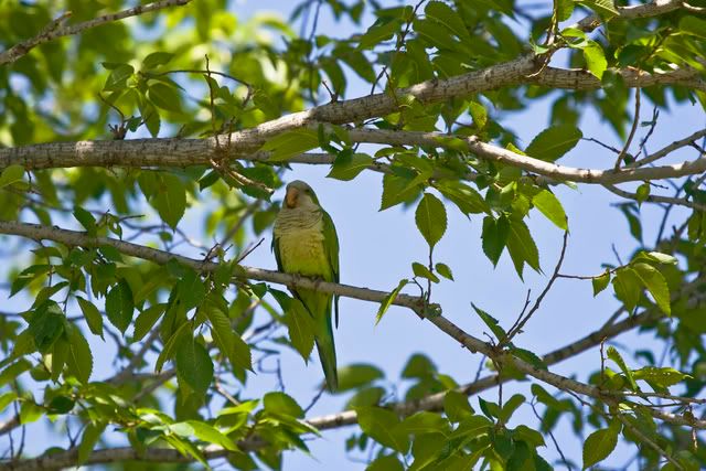 Monk_parakeet.jpg