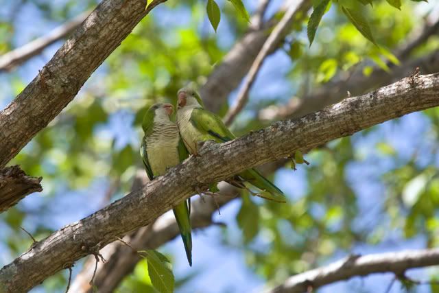 Monk_parakeets.jpg