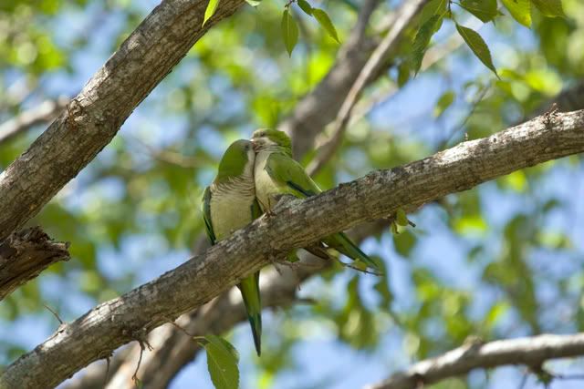 Monk_parakeets2.jpg