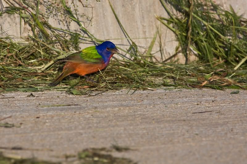 PaintedBunting2.jpg