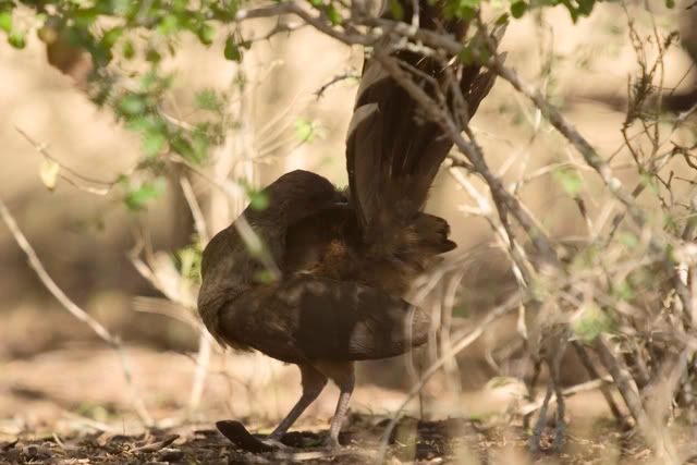 Plain_Chachalaca_hiding.jpg