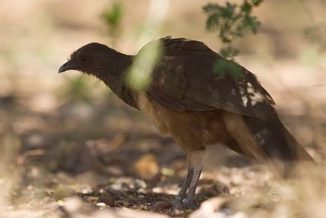 Plain_Chachalaca_hiding3.jpg