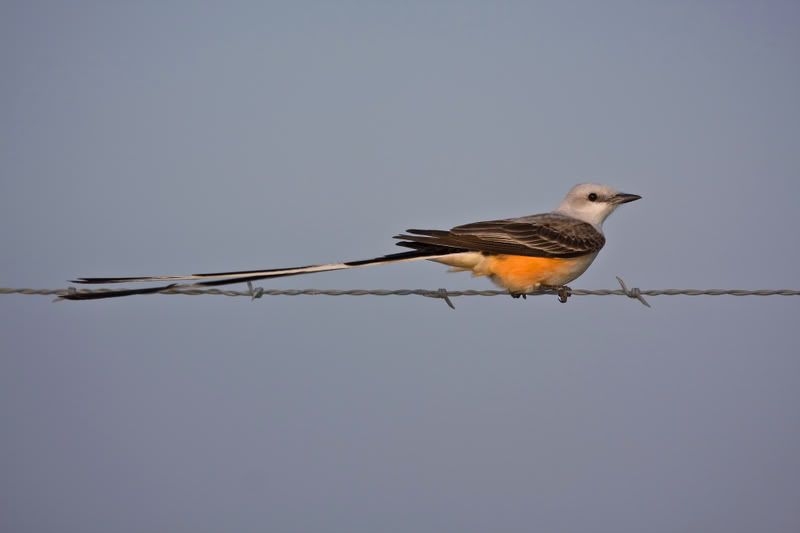 Scissortailedflycatcher1.jpg