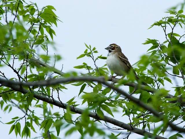 Sparrow_in_tree4.jpg