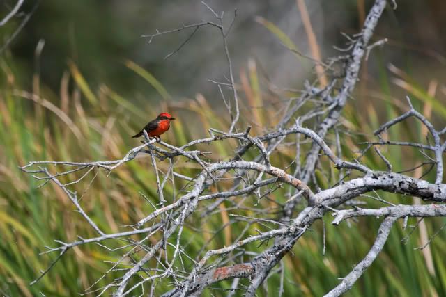 VermillionFlycatcher.jpg