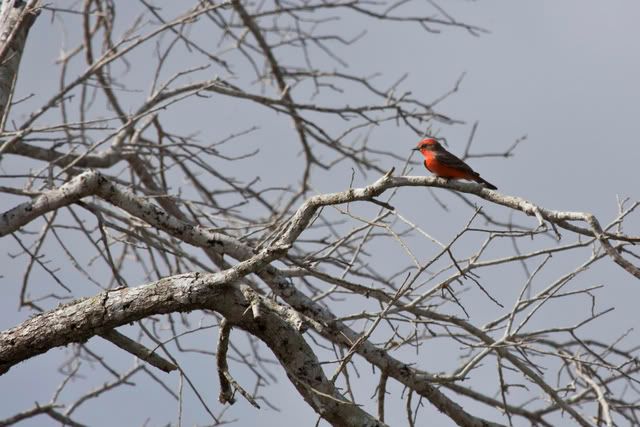 VermillionFlycatcher5.jpg