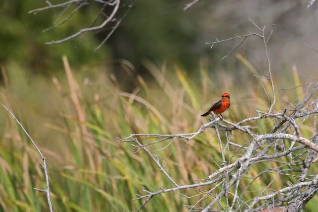 Vermillionflycatcher2.jpg