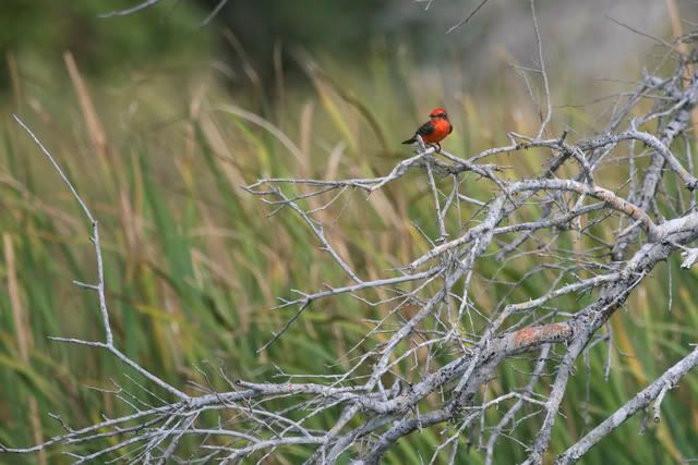 Vermillionflycatcher3.jpg