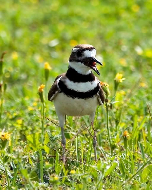 agitated_killdeer.jpg