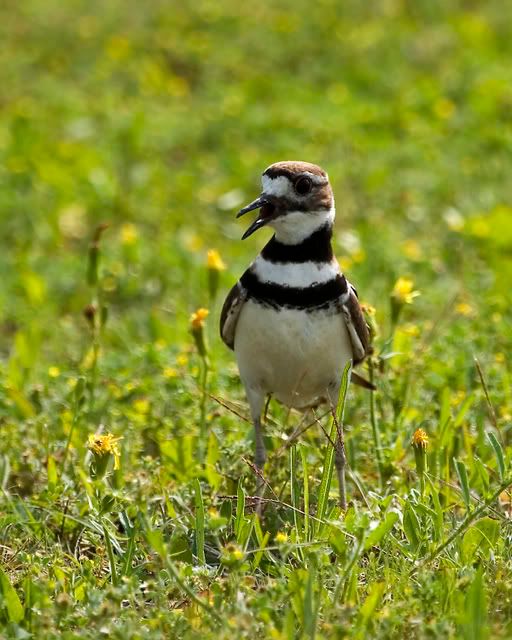 agitated_killdeer2.jpg