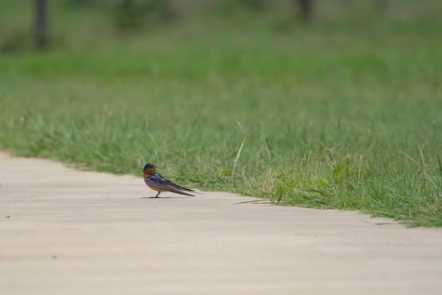 lone_barn_swallow.jpg