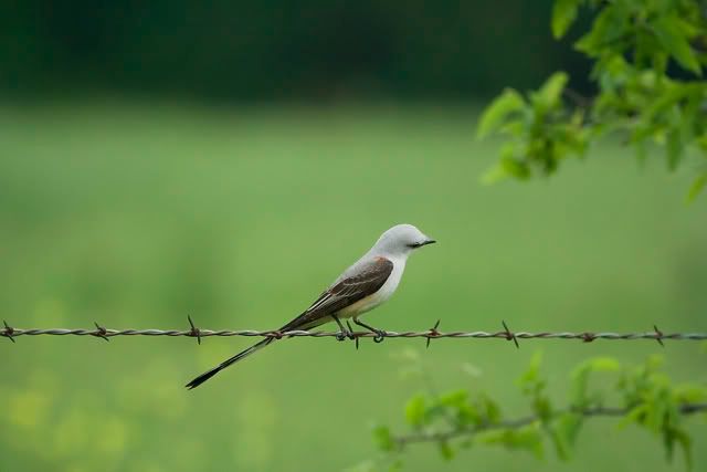 scissor_tail_flycatcher_on_barbe-1.jpg