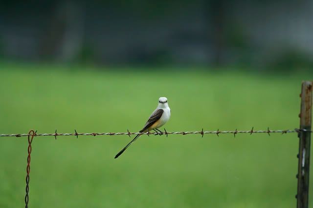 scissor_tail_flycatcher_on_barbe-2.jpg